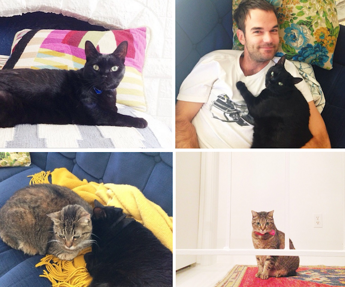 brian-henderson-cat