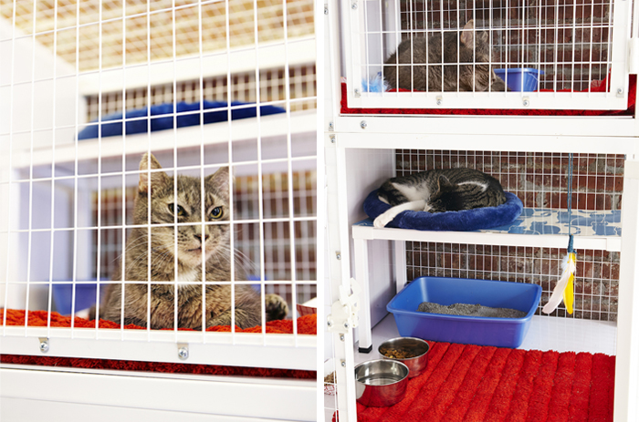 Cattery makover