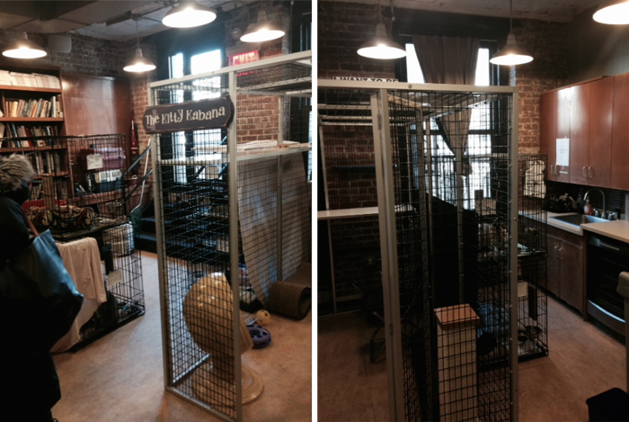 Cattery