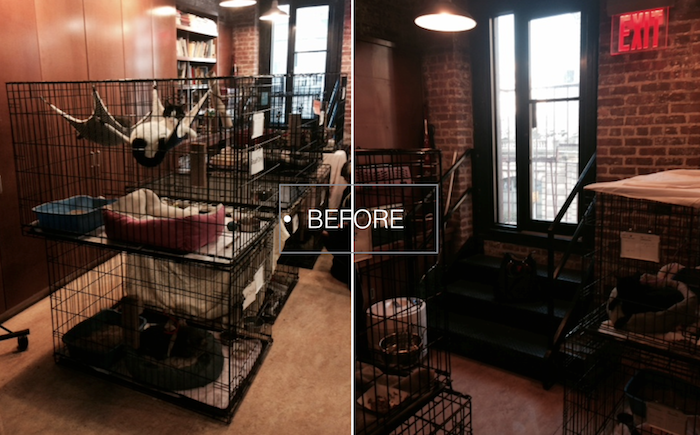 cattery before