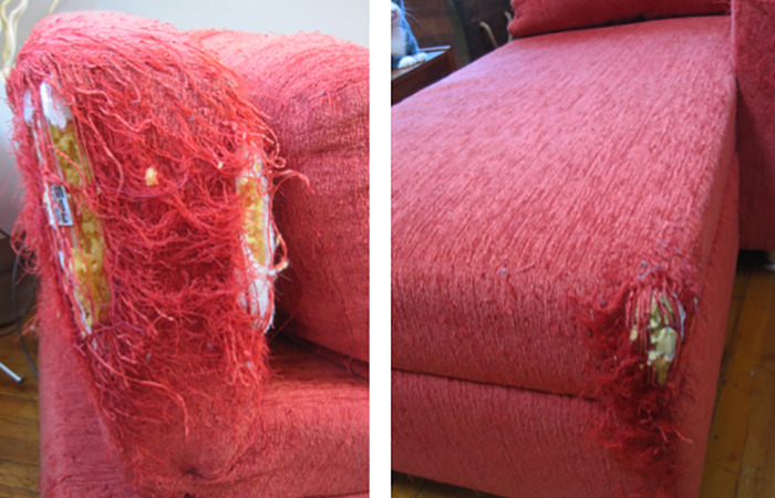 Cat Upholstery