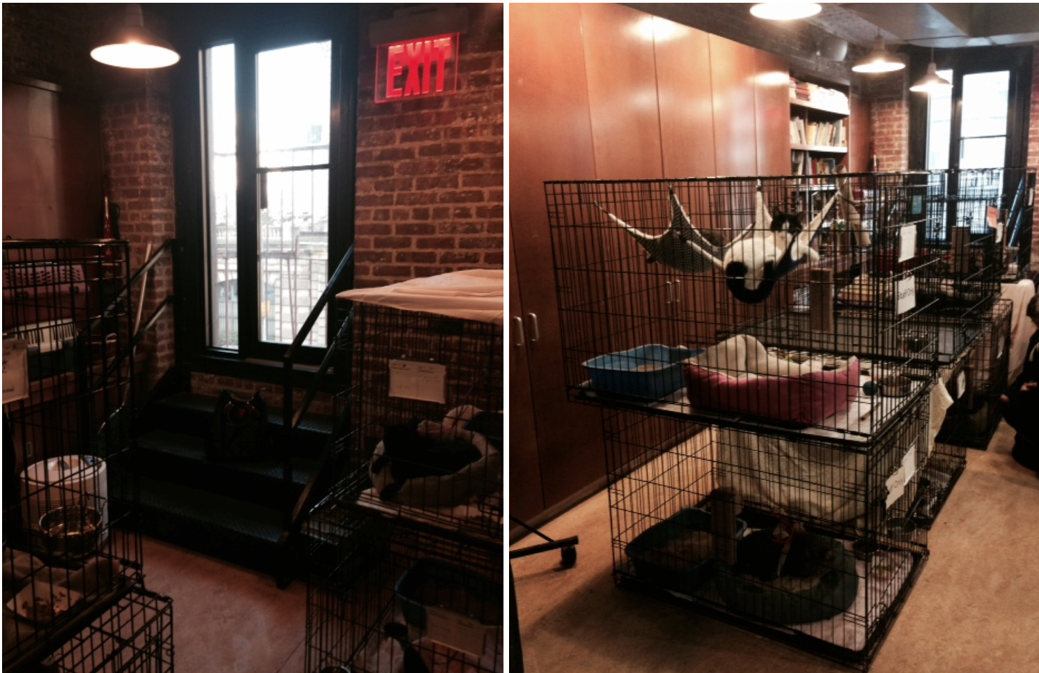 cattery-before-animal-haven