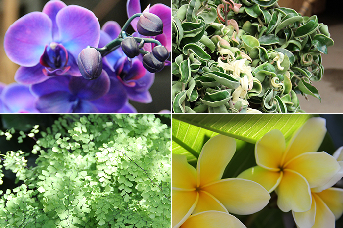 Flowers Collage