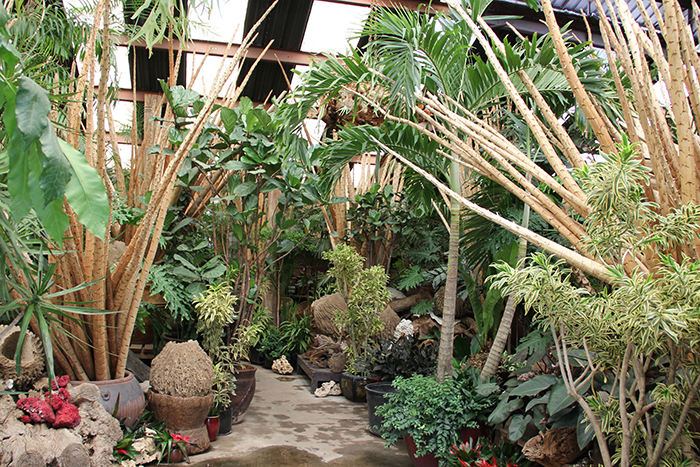 The Tropics Inside 1