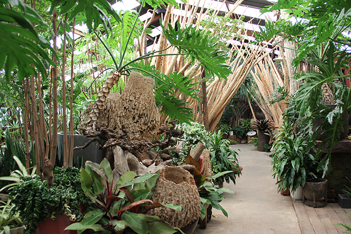 The Tropics inside