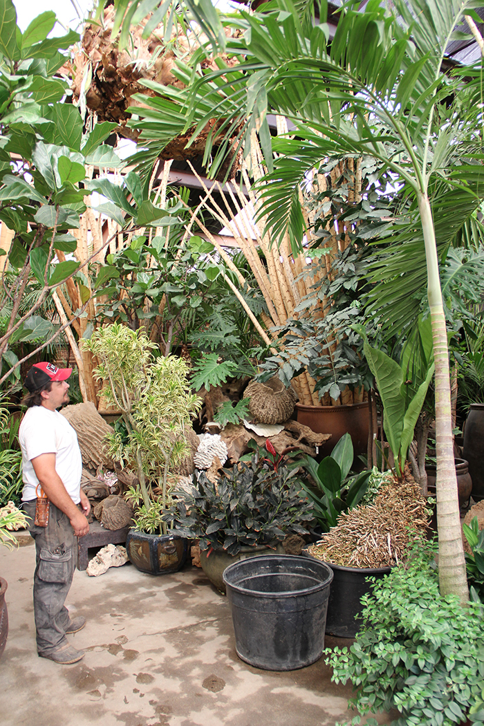 The Tropics with Ryan