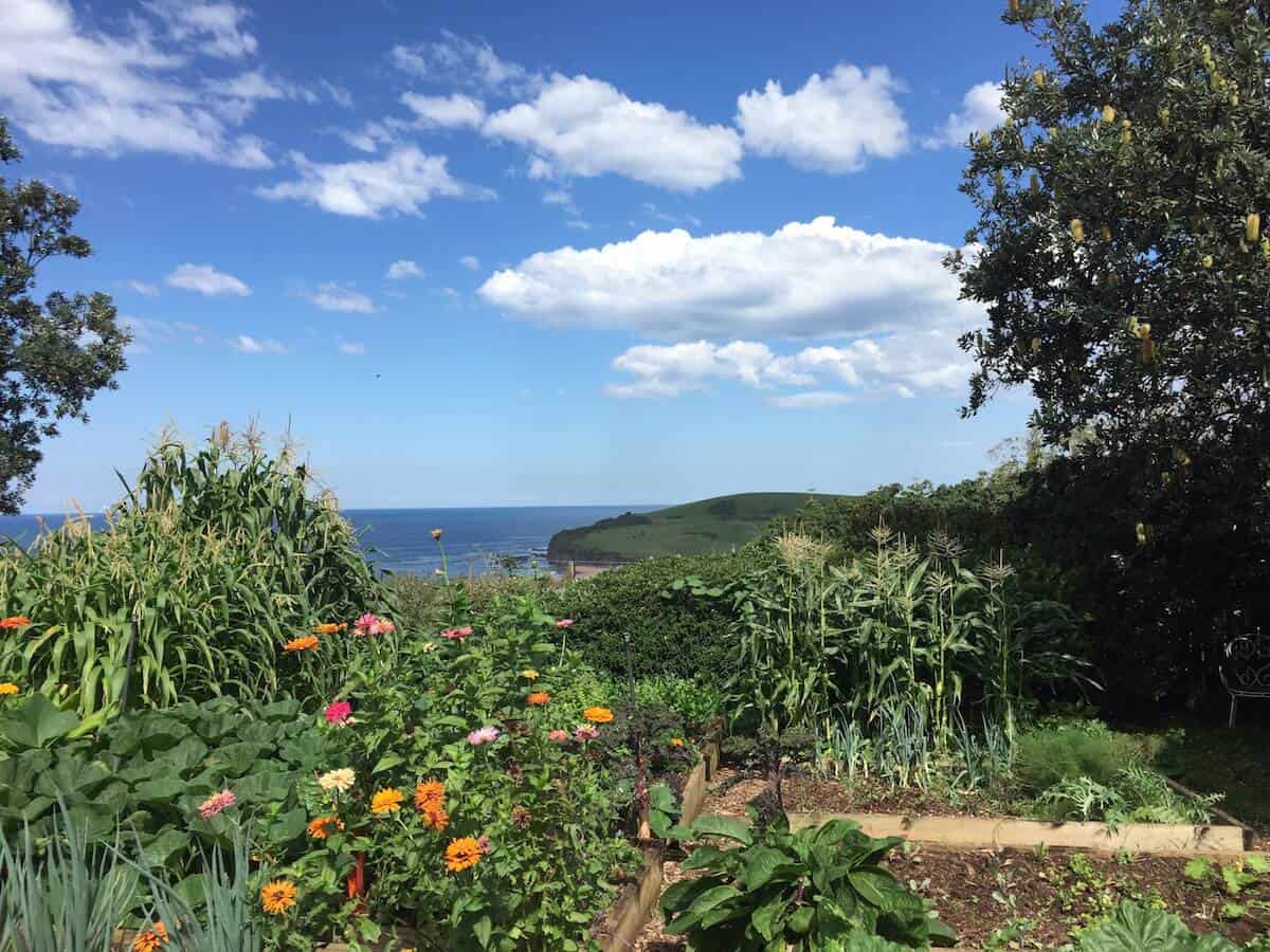 buena-vista-farms