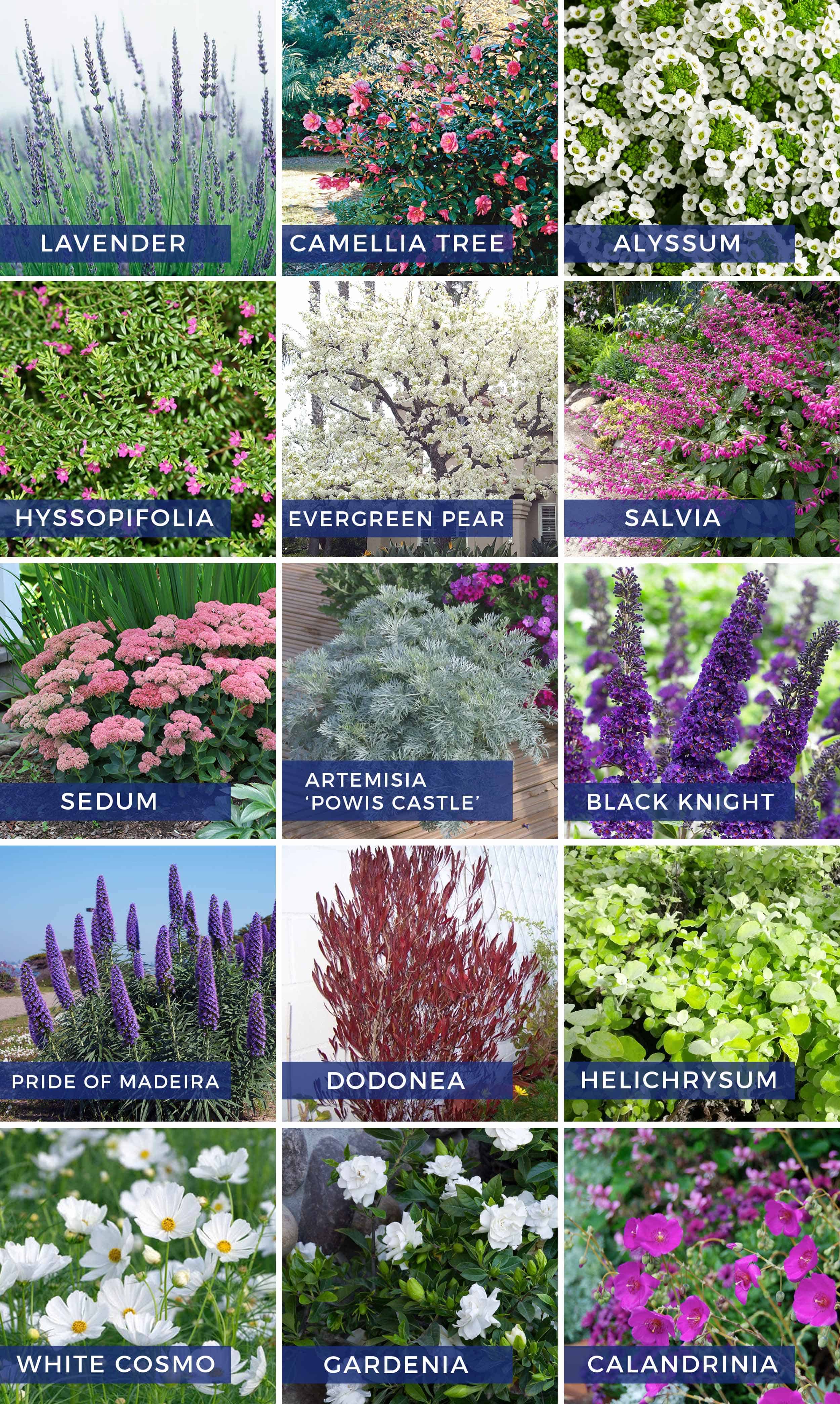 Backyard-Flowers-Grid4