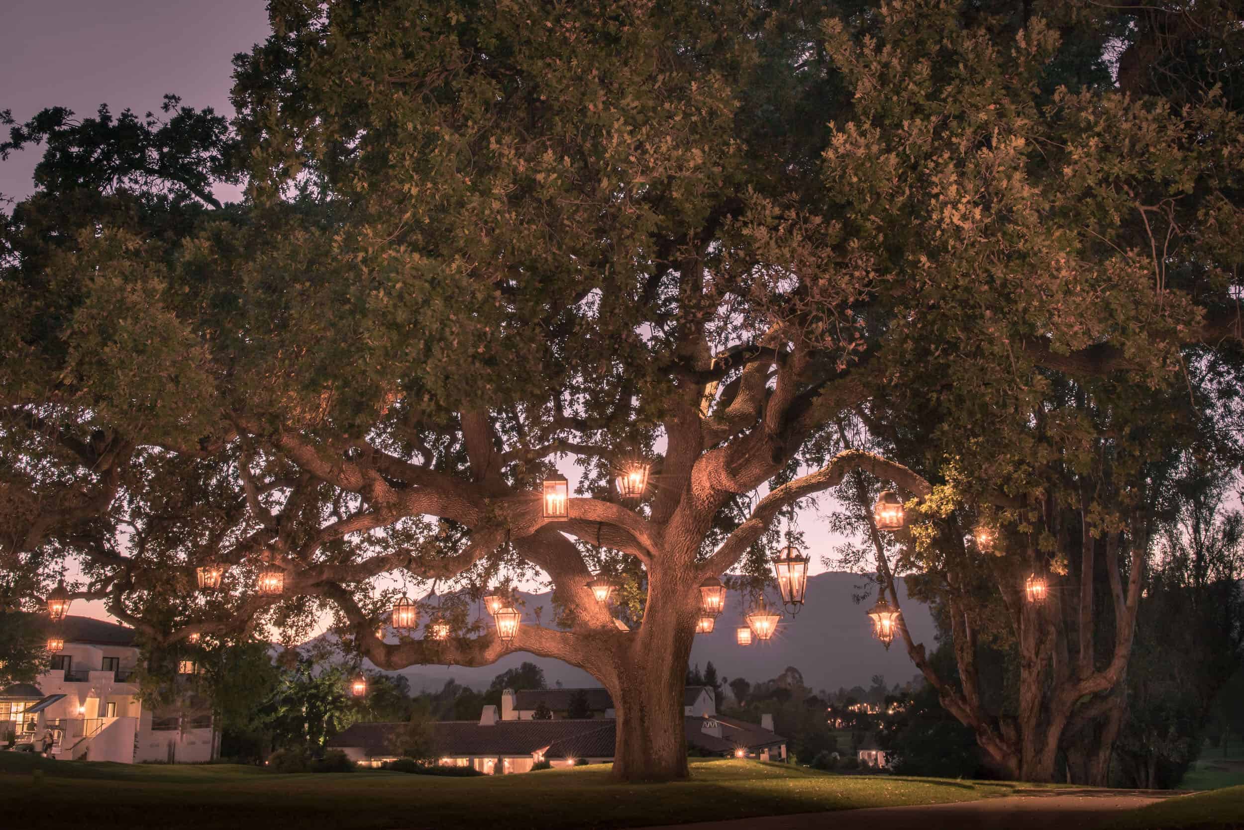 Lanterns Hung In Oak Tree Hanging Lanterns Dusk