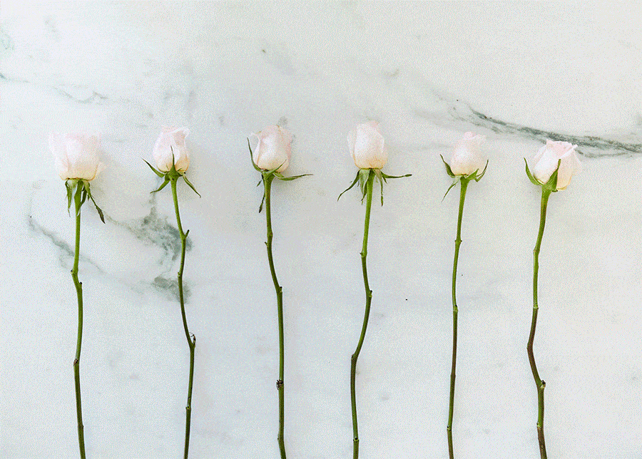 Rose Water Gif