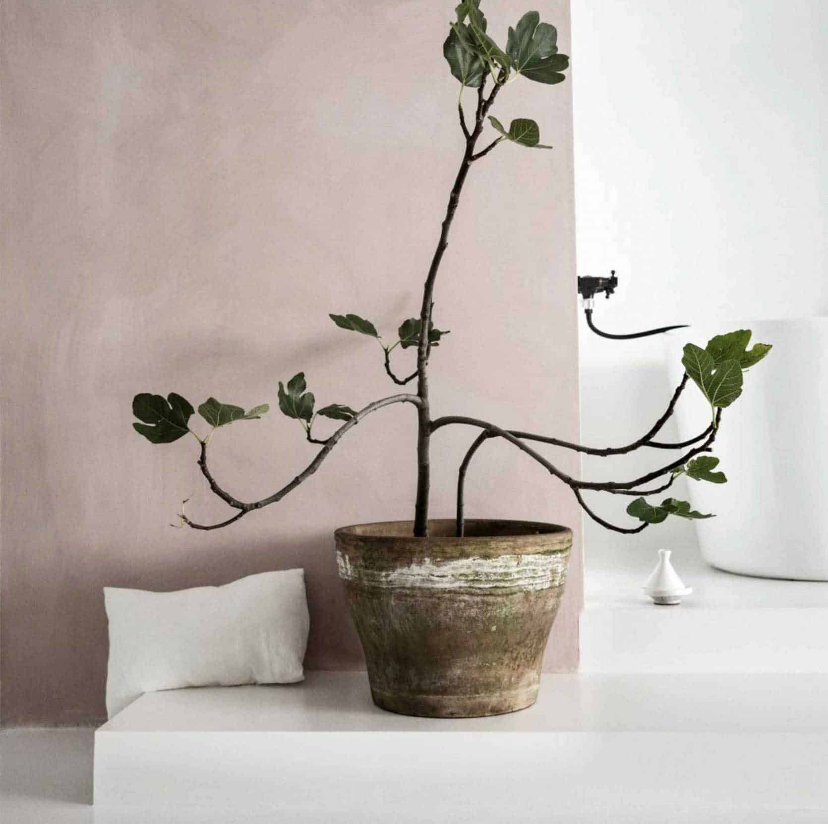 Pink Plaster Walls