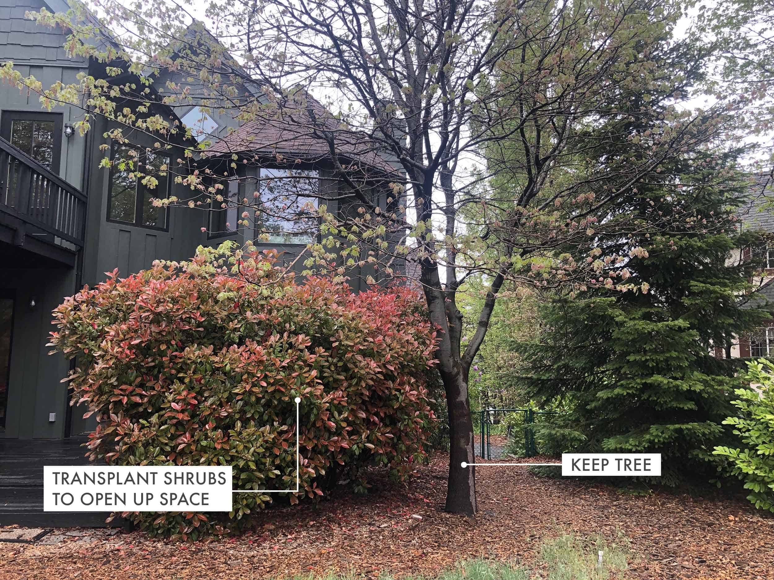 Transplant Shrubs