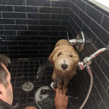 Lola in shower.jpeg