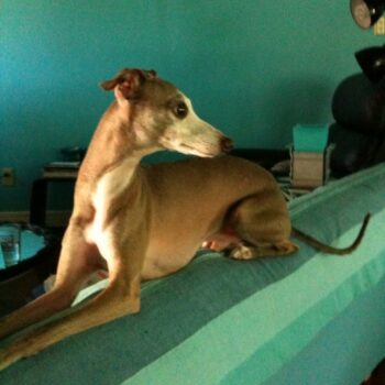scooby1.jpg
