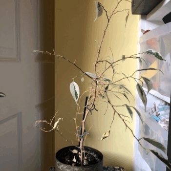 Dying-ficus