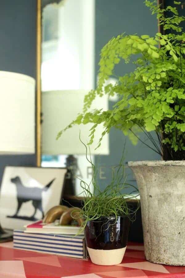 fern