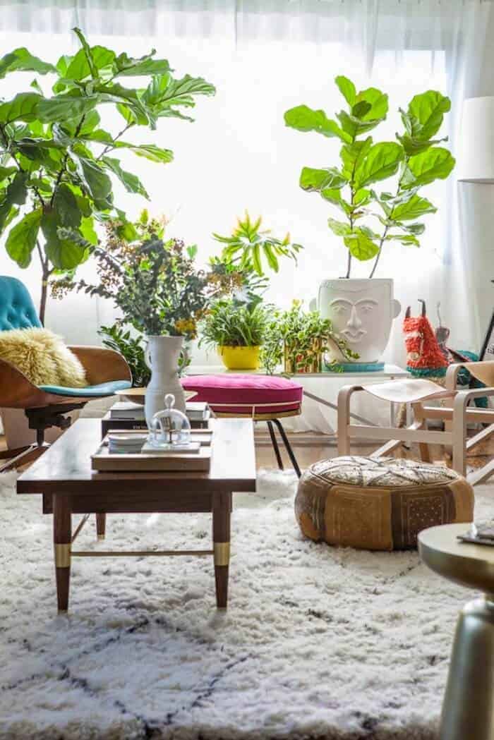 best-indoor-plants