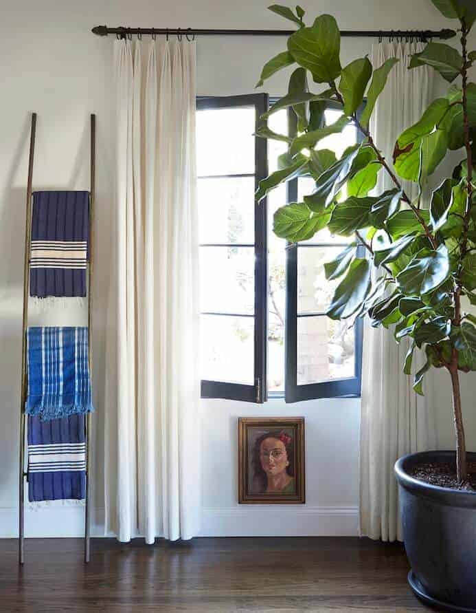 blanket-ladder-fig-tree