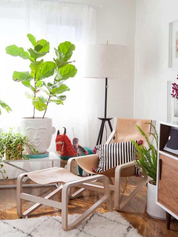 best-indoor-plants