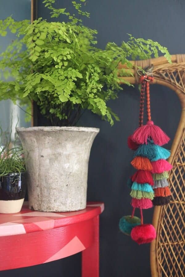 maiden-hair-fern