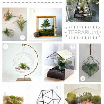 terrarium